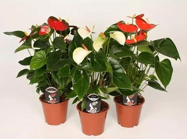 Антуриум андрианум Микс D-9