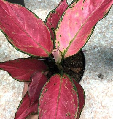 Аглаонема Бьюти на гидропонике D-9