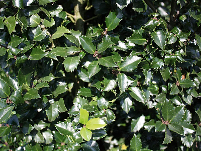 Падуб мезерва Блю Принц D-9