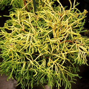 Кипарисовик туполистный Тсатсуми Голд H-20-25 V-2 ltr