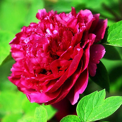 Пион древовидный Ночные Грезы