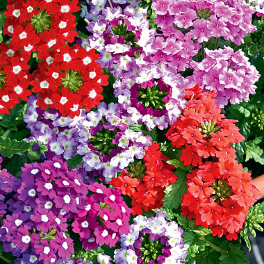 Вербена ампельная смесь D12