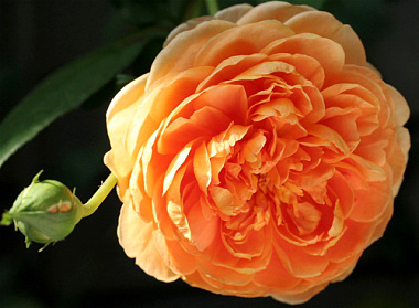 Роза Пет Остин