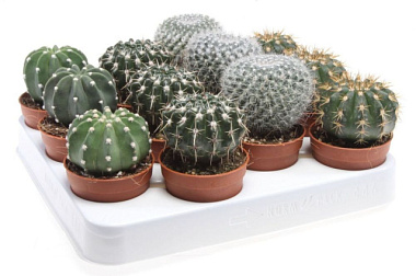 Кактус Микс шар в асс D-7