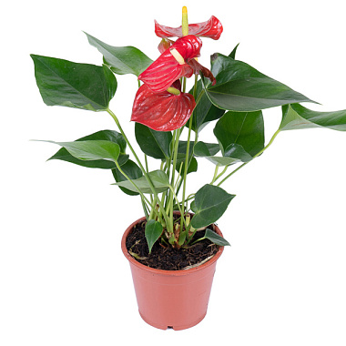 Антуриум андрианум Эсудо наб D-12 H-35