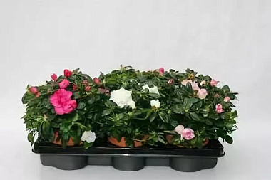 Азалия Индика Гельмут Вогел D-12