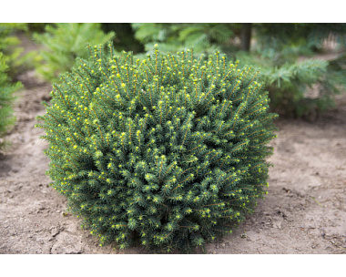 Ель сербская Карел D-9