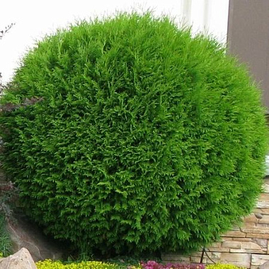 Туя западная Глобоза D-10,5