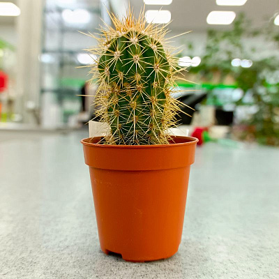 Кактус Микс Премиум D-5