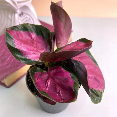 Калатея Роуз Рэд пал D-12