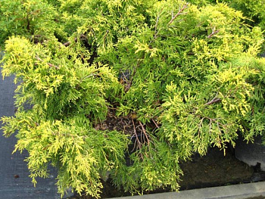 Можжевельник средний Голд Стар D-9, H-10-15