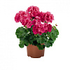 Пеларгония зональная D15 