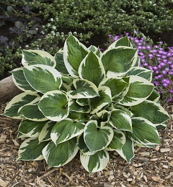 Хоста гибридная Карин/К 744149