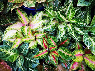 Аглаонема Эксклюзив Микс в асс D-12