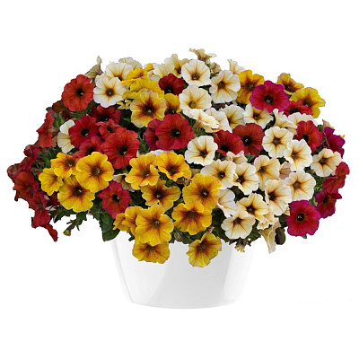 Петхоа смесь D12