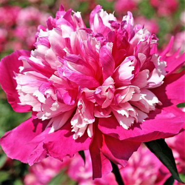 Пион молочноцветковый Дейдрим 2-3 1 шт 741194