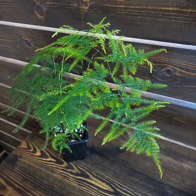 Аспарагус Плюмосус в асс D-7