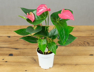 Антуриум андрианум Пинк Краун D-12 H-40