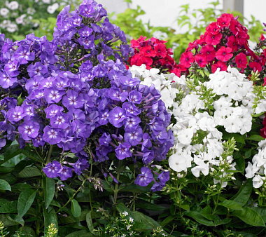 Флокс метельчатый традиционный ассортимент смесь