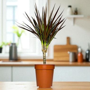 Драцена маргината Маджента кор D-15