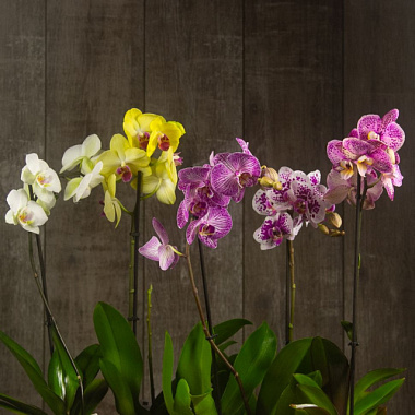 Орхидея Микс 1 ст комп D-12
