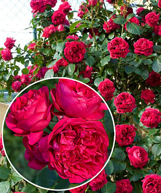 Роза Эрик Таберли