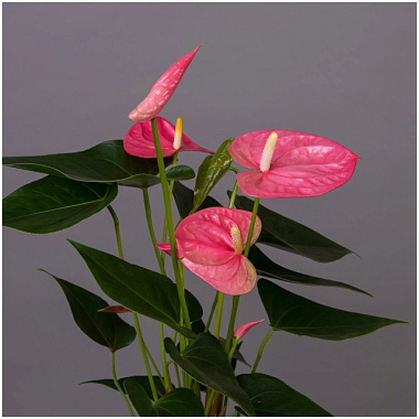 Антуриум андрианум Ариса розовый D-9