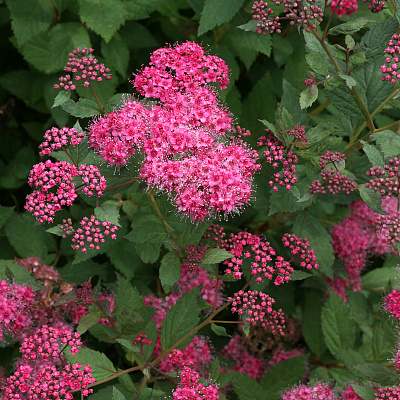 Спирея японская Кантри Ред