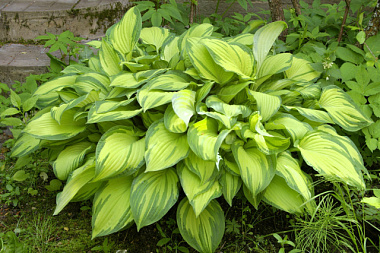 Хоста форчуна Альбопикта 1, 1