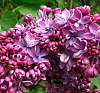 Сирень обыкновенная Виолетта D-9 УТ-00035743