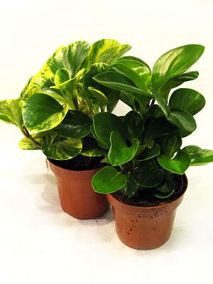 Пеперомия Микс D12