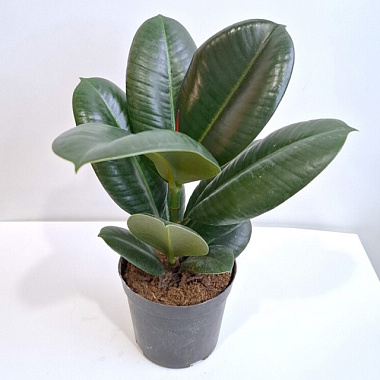 Фикус эластика Кинг Конг D-18 H-60