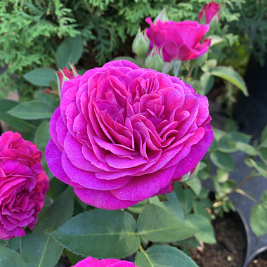 Роза Хайди Клум