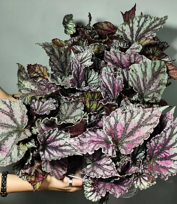 Бегония Рекс D12 H28