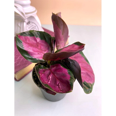 Калатея Роуз Рэд пал D-12