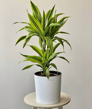 Драцена фрагранс Микс 2 ст D-17 H-70