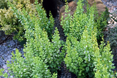 Барбарис тунберга Поувов v2 Lav