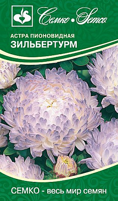 Астра Семко Зильбертурм пионовидная