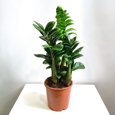 Замиокулькас Зензи D-9