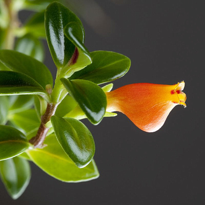 Нематантус D9 700694