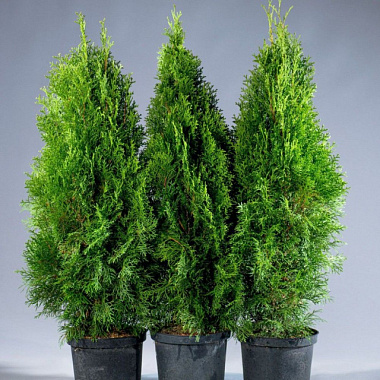 Туя западная Смарагд H-30-40 V-1 ltr