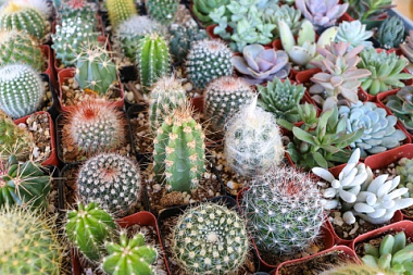 Кактусы и суккуленты микс D-3,5 H-5