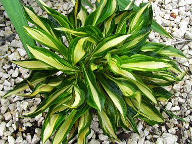 Хоста гибридная Лейксайд Литтл Тафт/К 841843