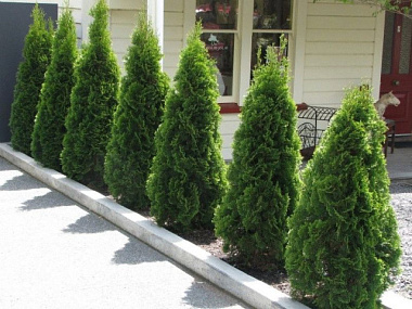 Туя западная Смарагд уп D-9