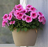 Петуния ампельная в кашпо D18