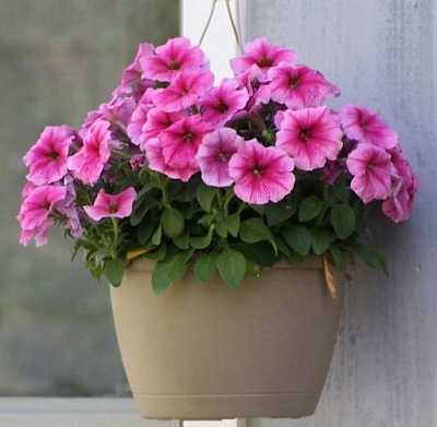 Петуния ампельная в кашпо D18