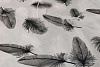 Клеенка Dekorelle силиконовая прозрачный фон 182 0,6*20 м