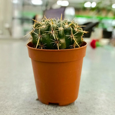 Кактус Микс Премиум D-5