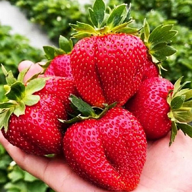 Земляника садовая Мармолада/Капер 3 шт 824646