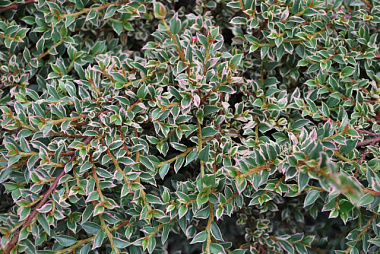 Кизильник атропурпуреа Вариегатус/ЦКор